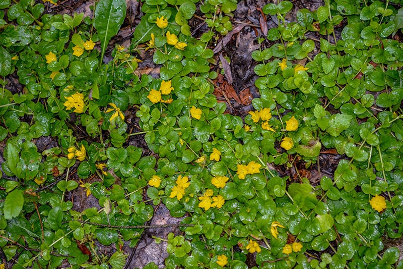 Get Rid of Creeping Charlie in Your Lawn Lawn Care Weed Control